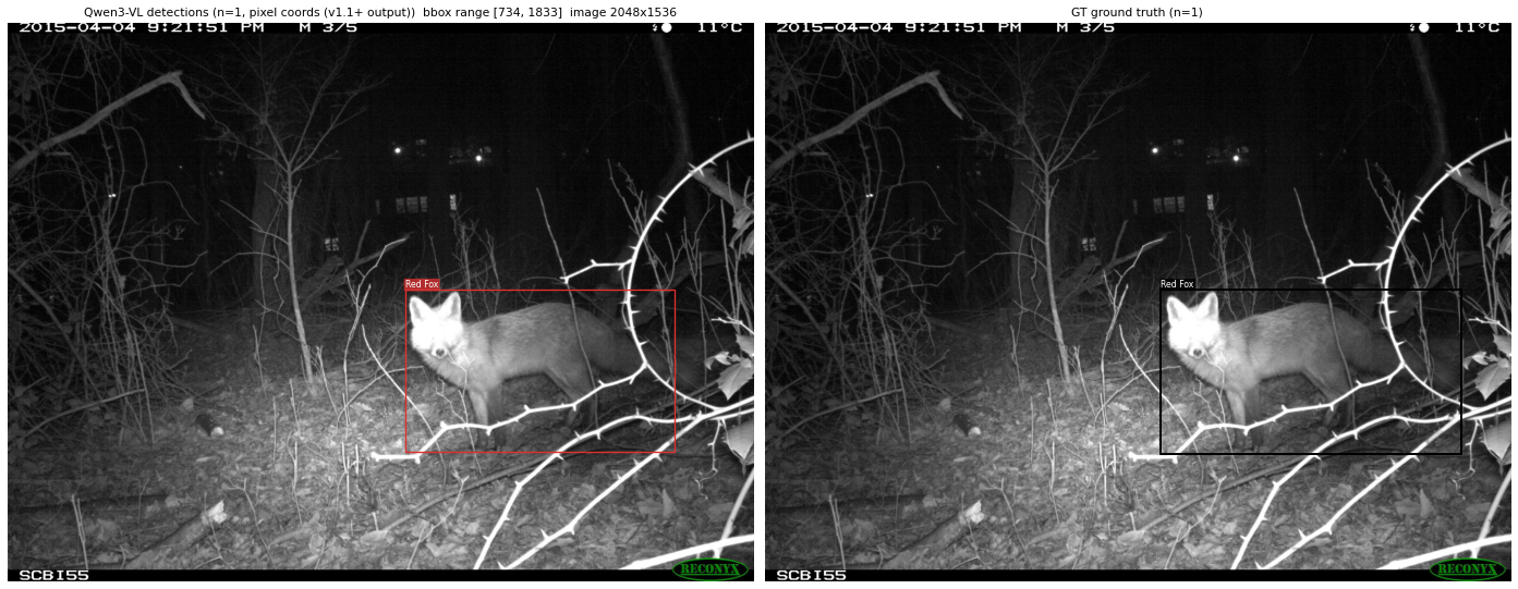 Qwen3.6-35B-A3B detecting a Red Fox in a camera-trap photo (left: prediction, right: ground truth)