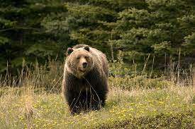bear.jpeg